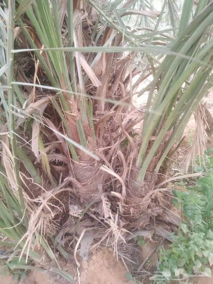 فراخة سكريه حمراء طيبه ويوجد توصيل 2