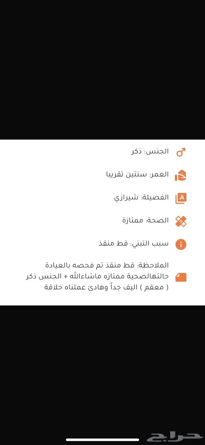 قط شيرازي للبيع 0