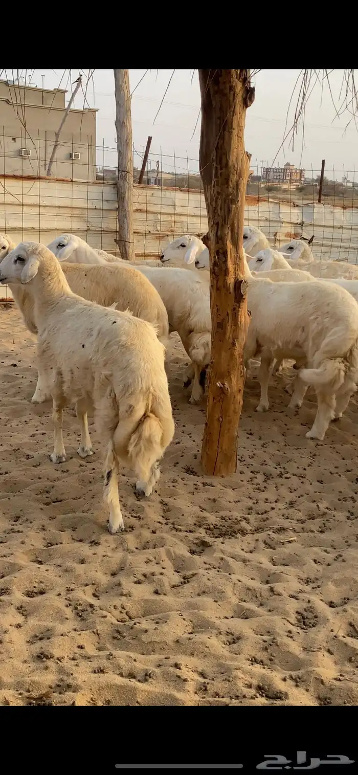 طليان اضاحي 8
