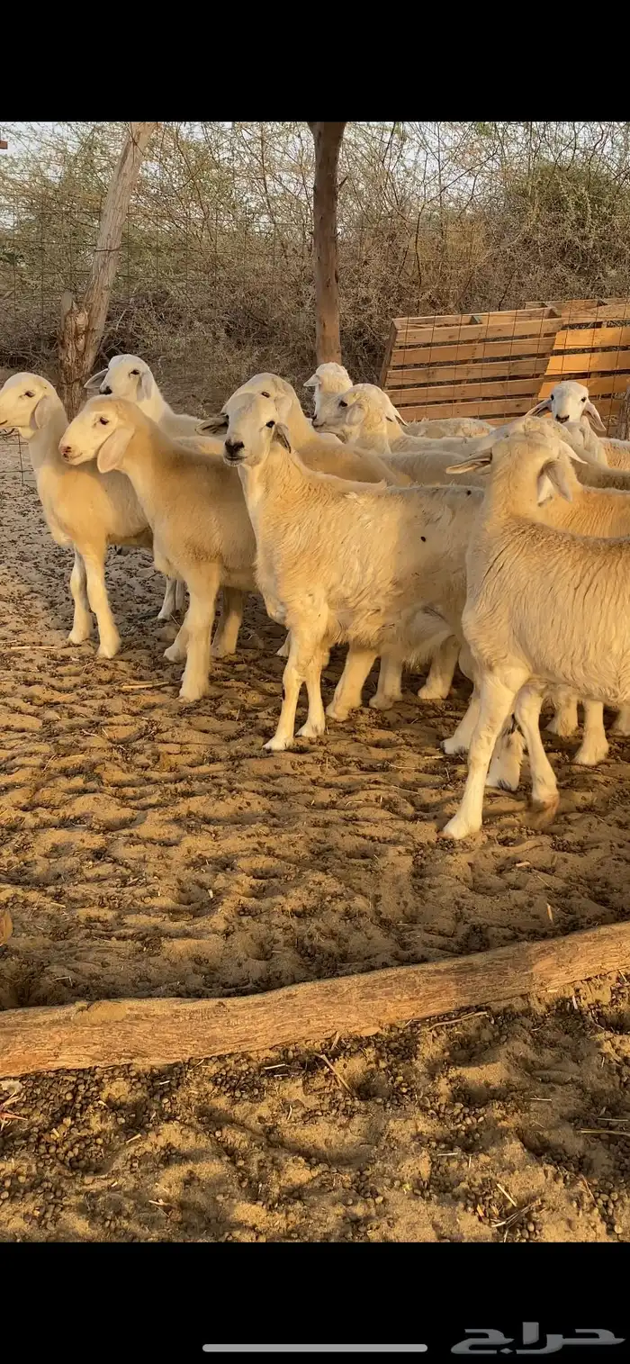 طليان اضاحي 7