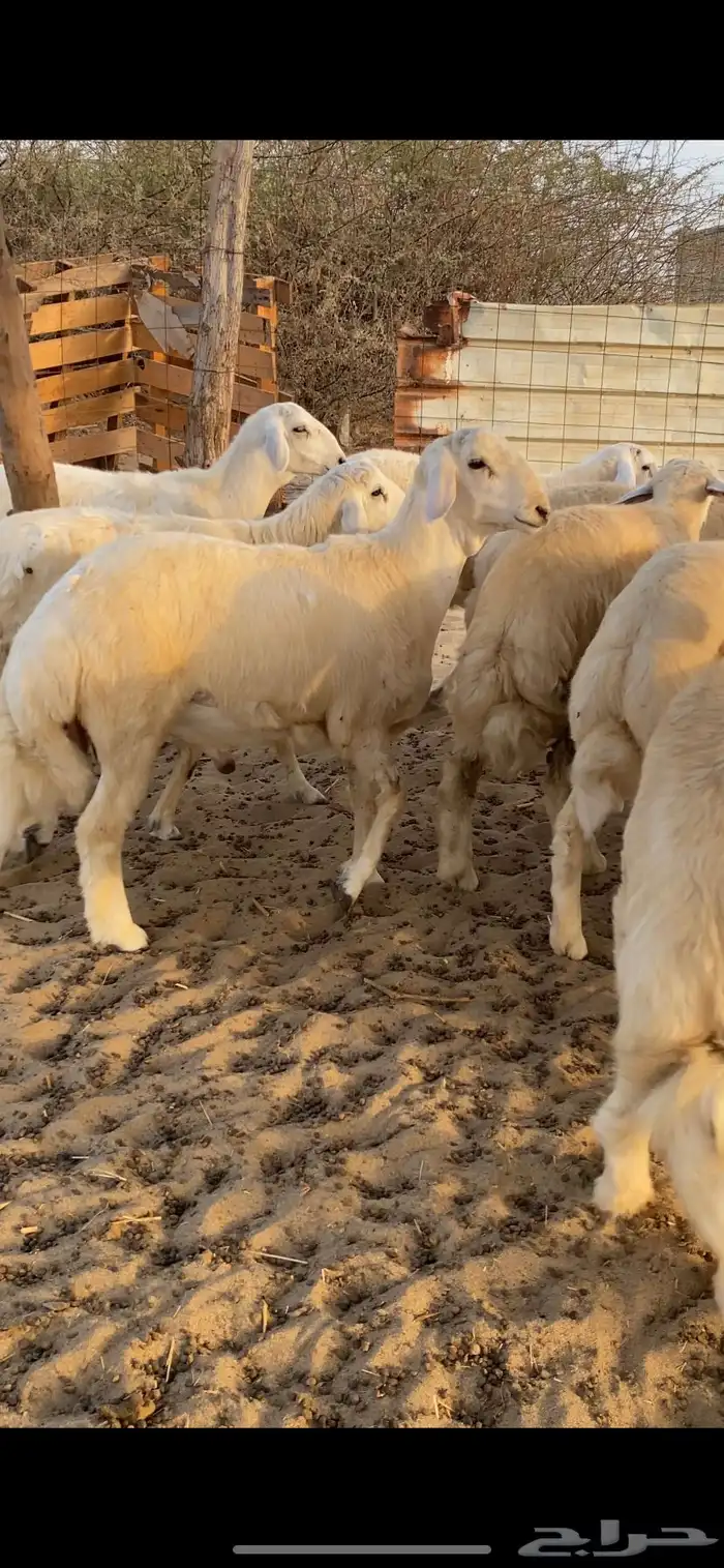 طليان اضاحي 6