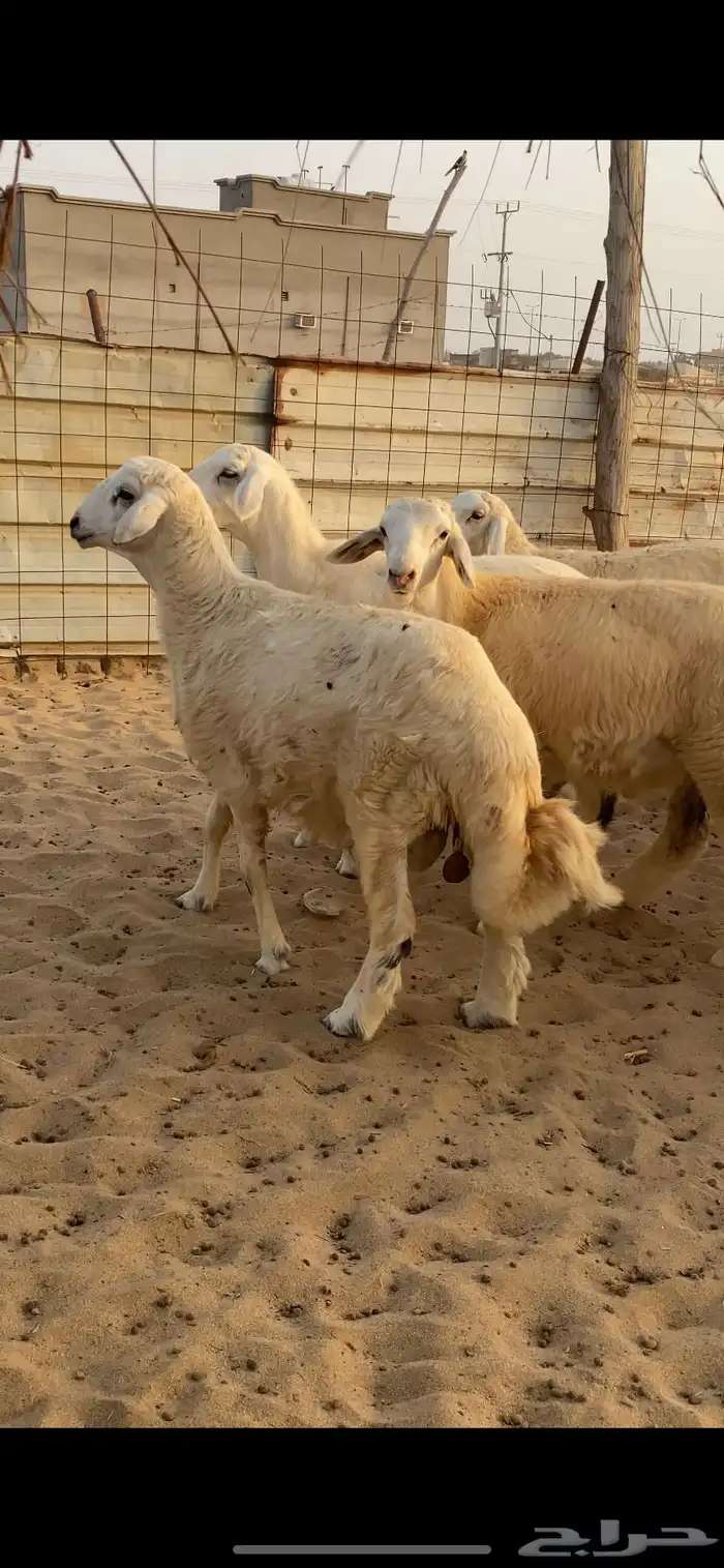 طليان اضاحي 2