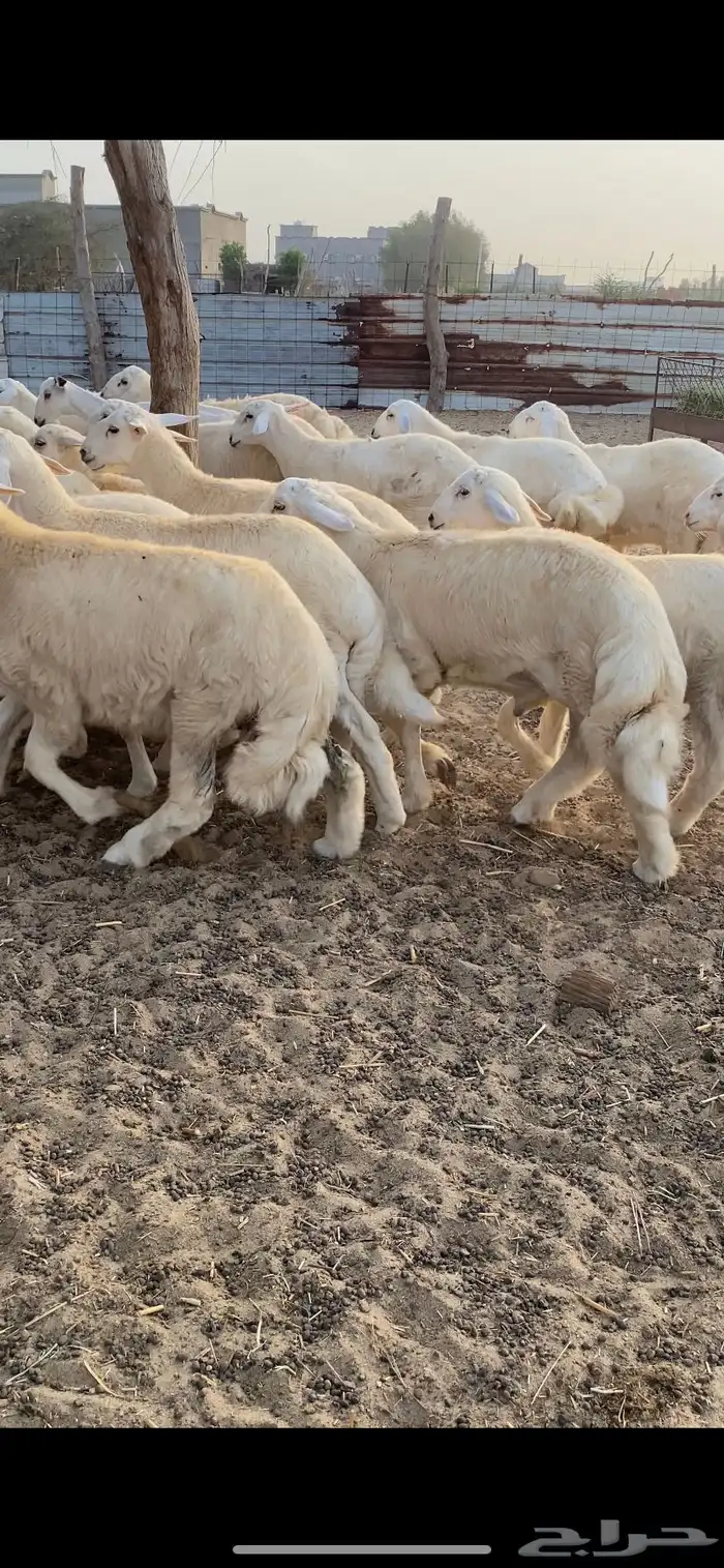 طليان اضاحي 1