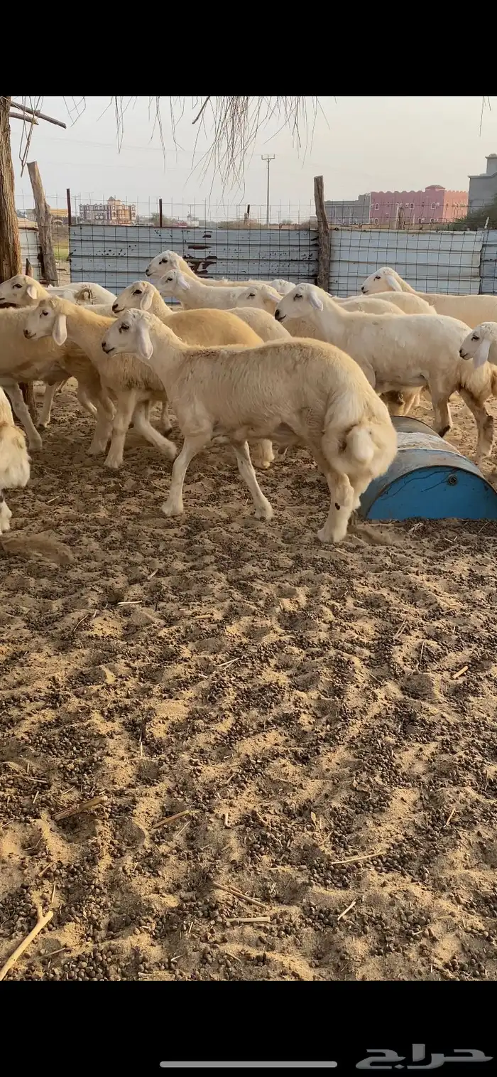 طليان اضاحي 5