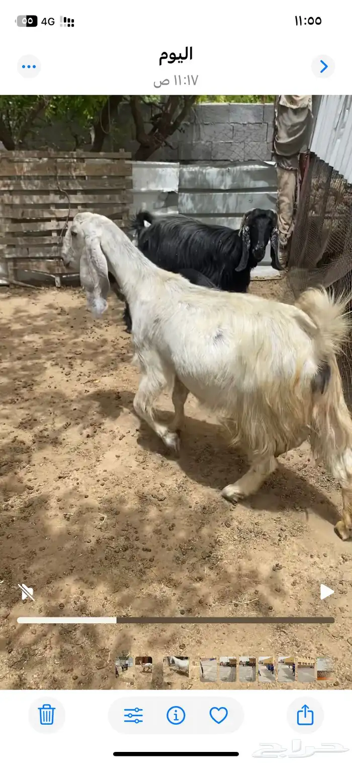 عنز مصريه كم يوم وتولد 1700 حد تم البيع 2
