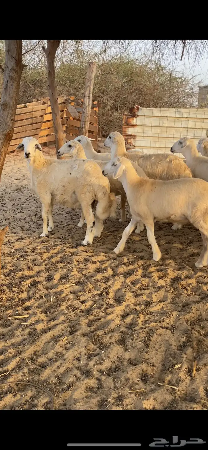 طليان اضاحي 4