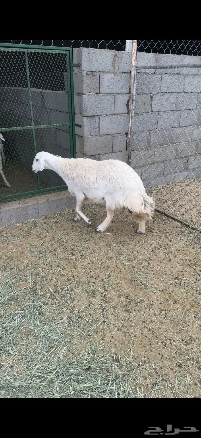 شاه حايل سديس كفو فل شحم جبرة ( تم البيع) 0