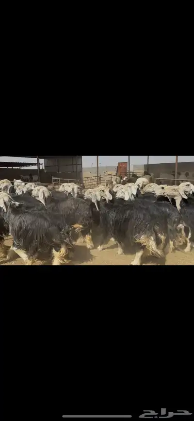 غنم نجد فاخره . 2