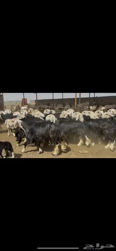 غنم نجد فاخره . 4