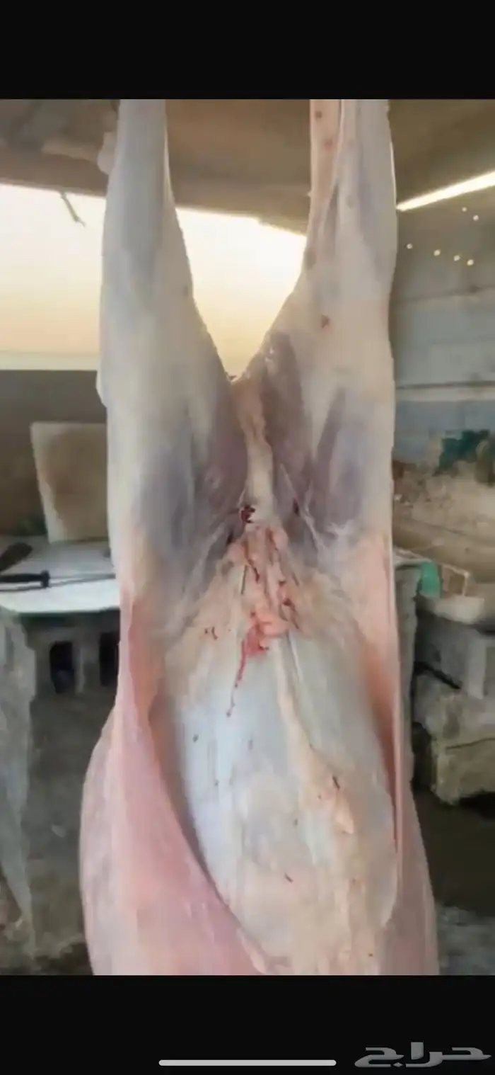 جذعان سواكني مرابي فل 7