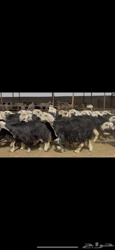 غنم نجد فاخره . 13