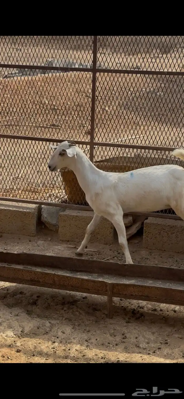 جفرة بيشيه صنف 0