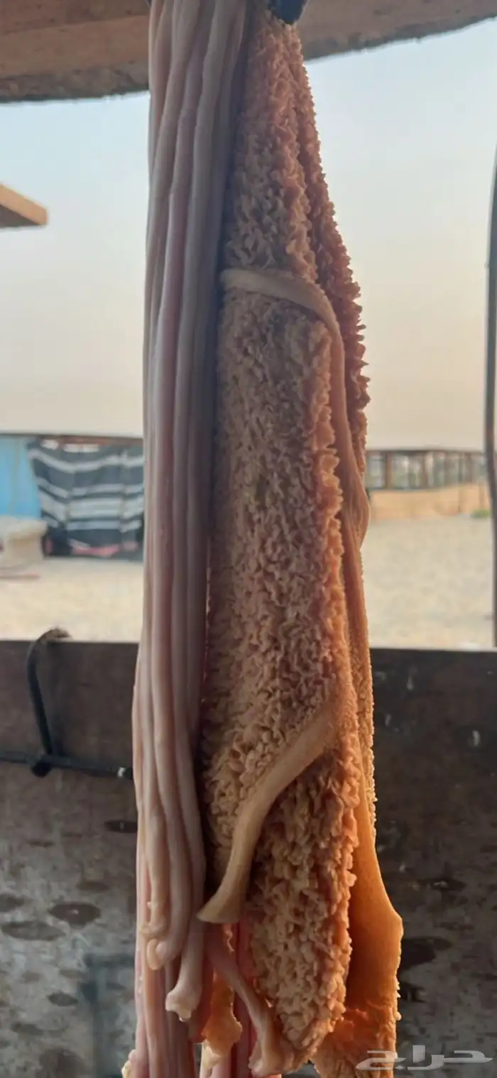 جذعان سواكني مرابي فل 8