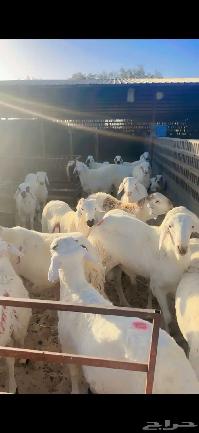 جذعان سواكني مرابي فل 5