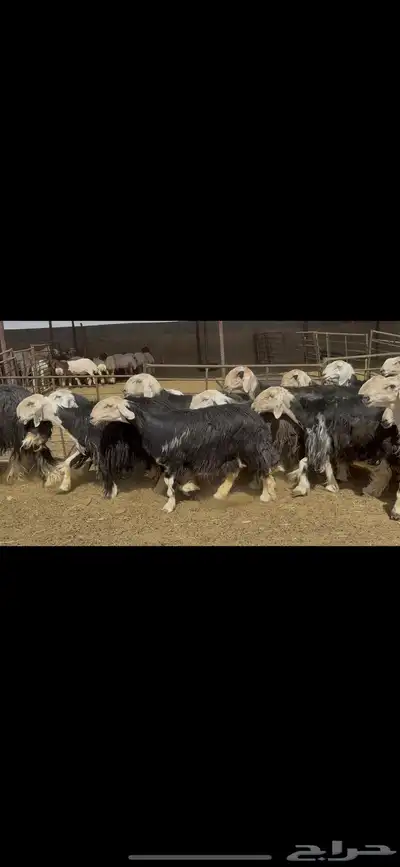 غنم نجد فاخره . 6
