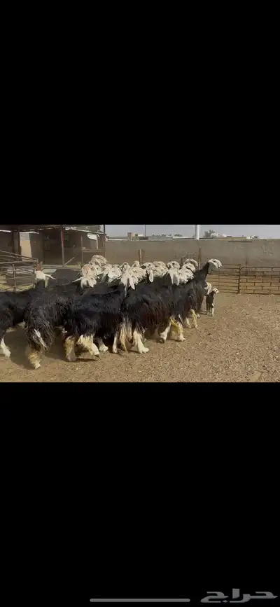 غنم نجد فاخره . 0