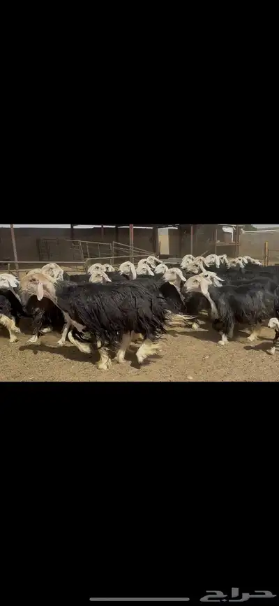غنم نجد فاخره . 8