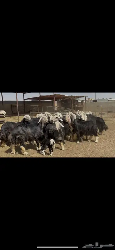 غنم نجد فاخره . 15