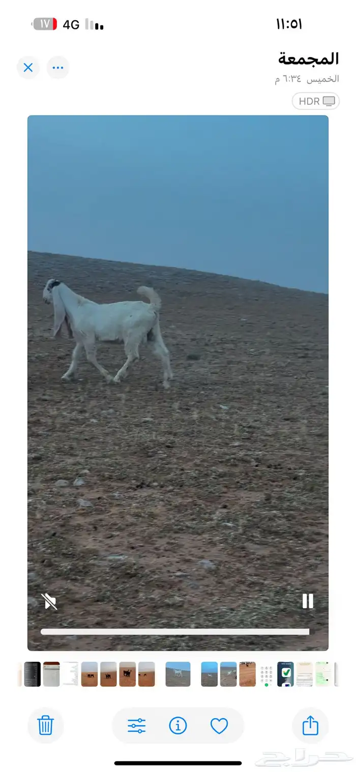 للبيع مشروع فحل معرف تعريف قوي جرم فاخر الموقع الاوطاويه 0