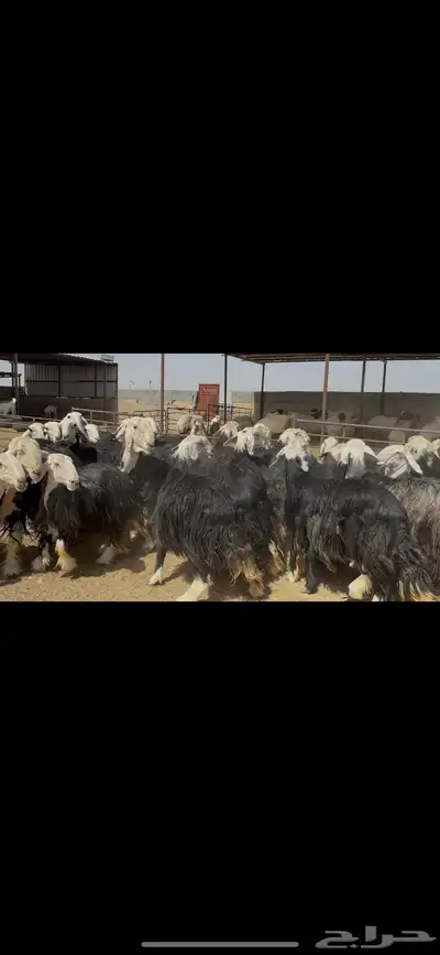 غنم نجد فاخره . 14