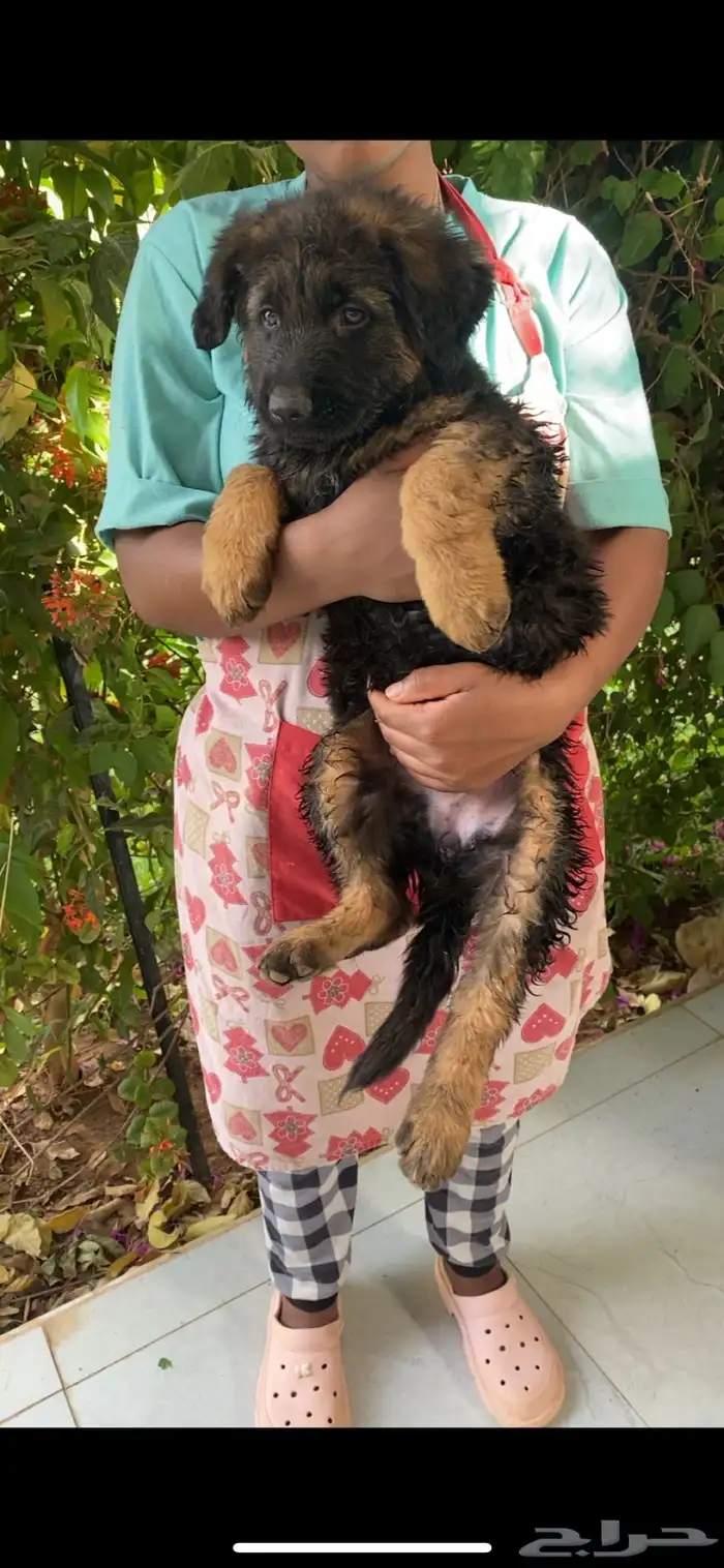 كلب جيرمن شيبرد تم البيع 9