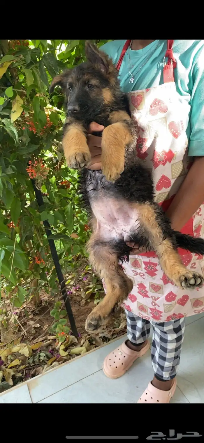 كلب جيرمن شيبرد تم البيع 4