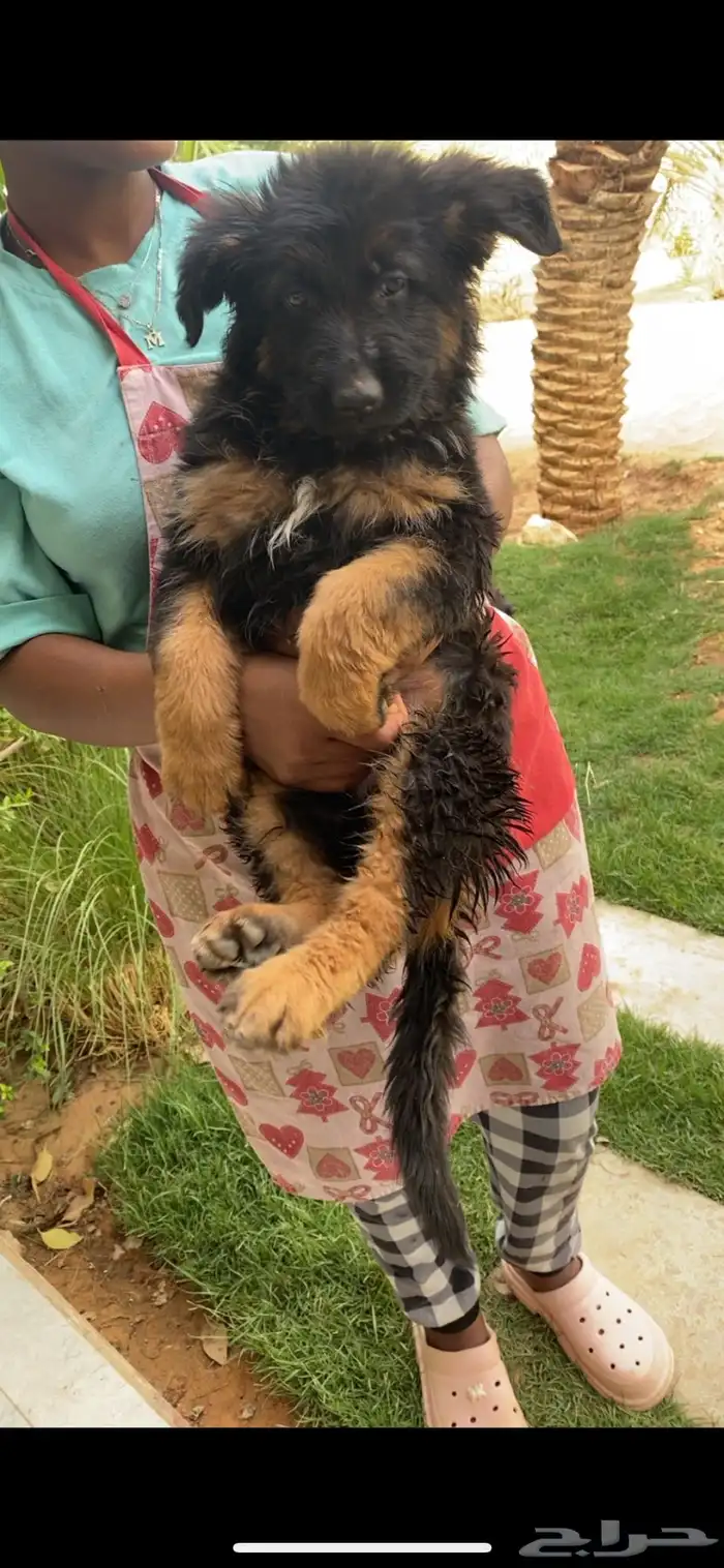 كلب جيرمن شيبرد تم البيع 1