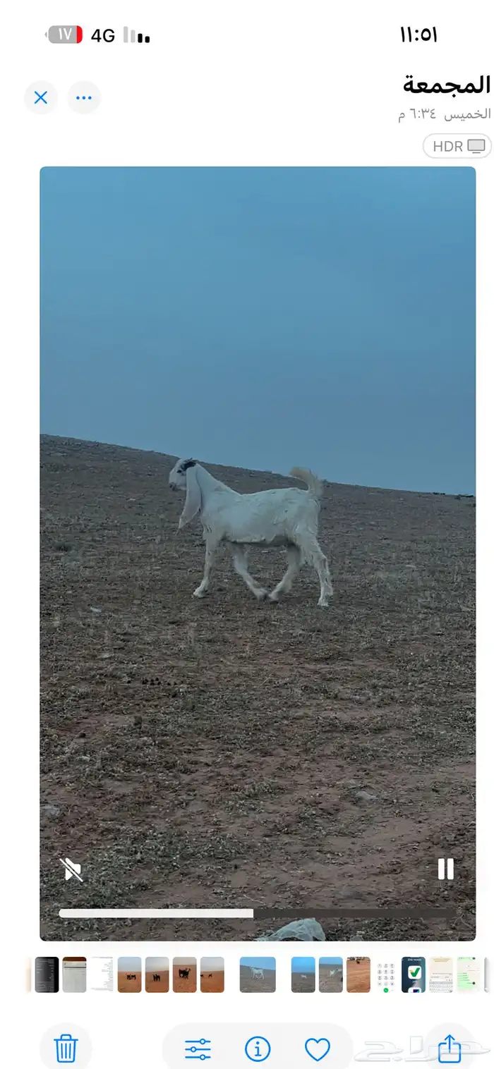 للبيع مشروع فحل معرف تعريف قوي جرم فاخر الموقع الاوطاويه 1