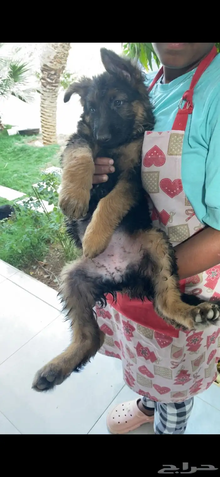 كلب جيرمن شيبرد تم البيع 8