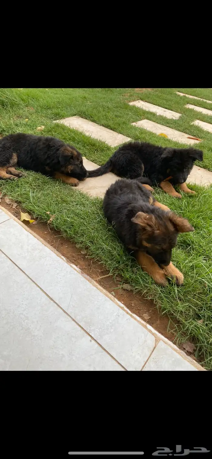 كلب جيرمن شيبرد تم البيع 11