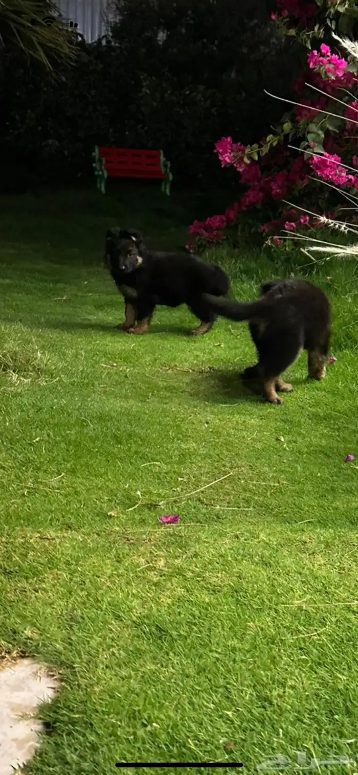 كلب جيرمن شيبرد تم البيع 14