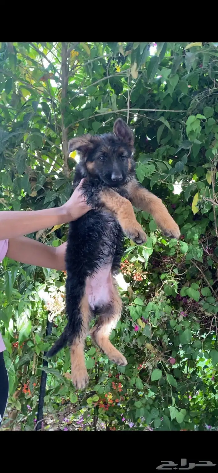 كلب جيرمن شيبرد تم البيع 10