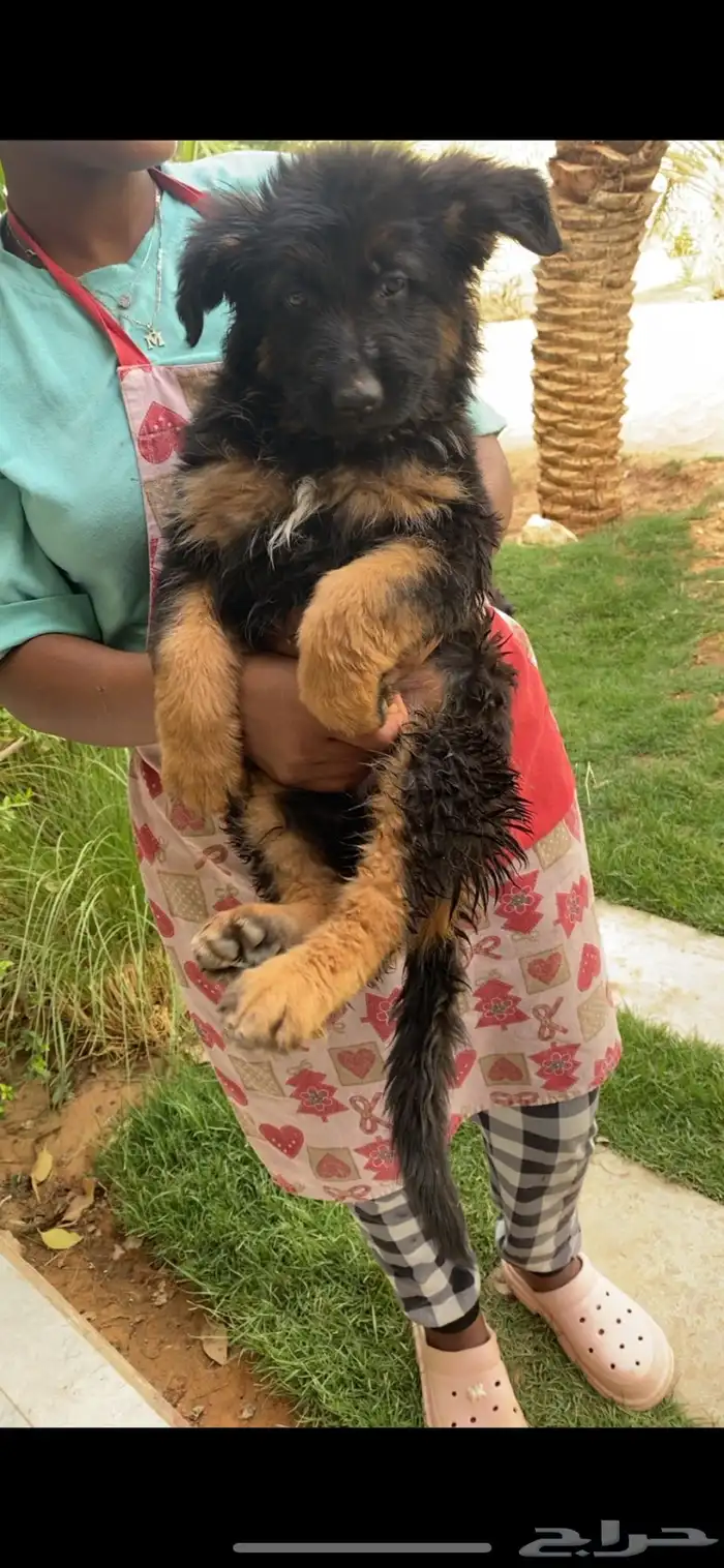 كلب جيرمن شيبرد تم البيع 0