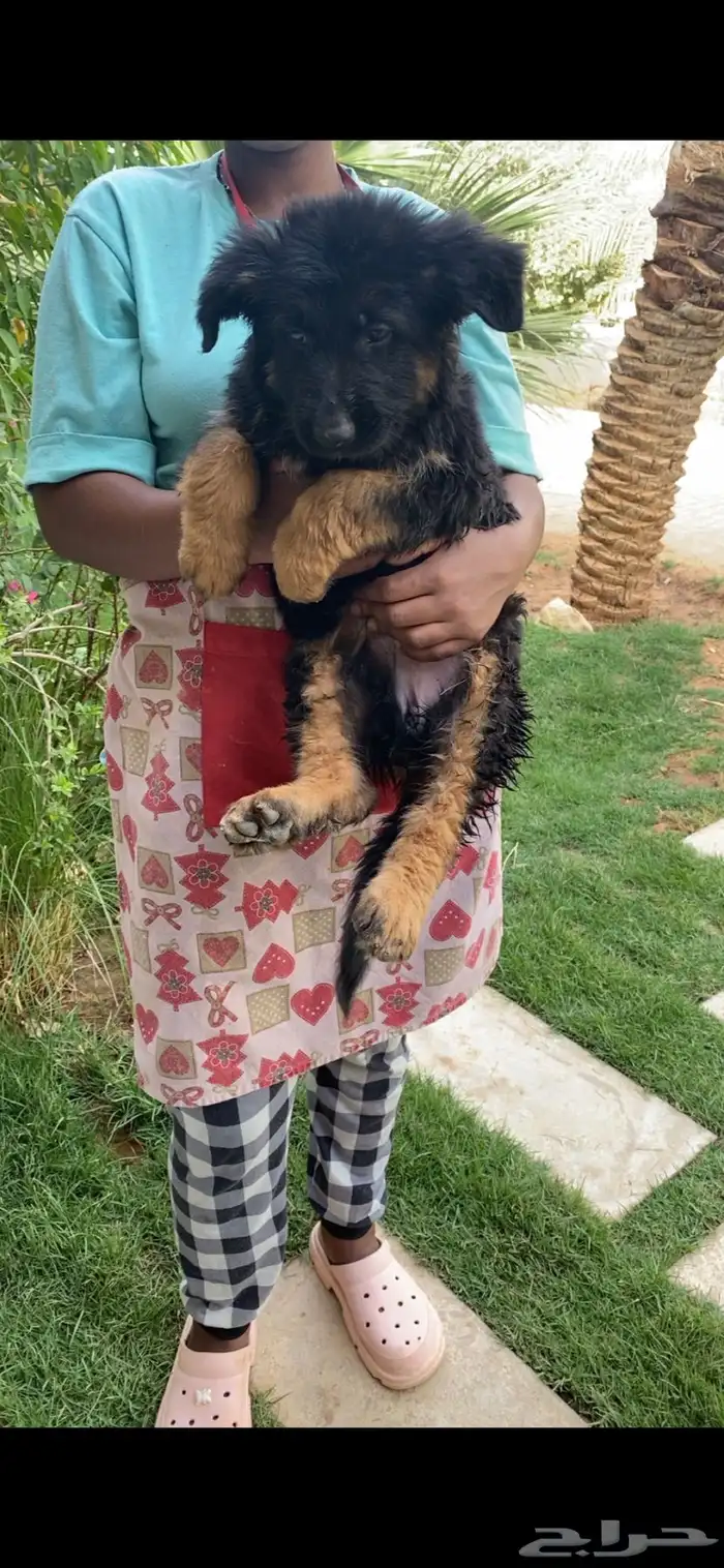 كلب جيرمن شيبرد تم البيع 6