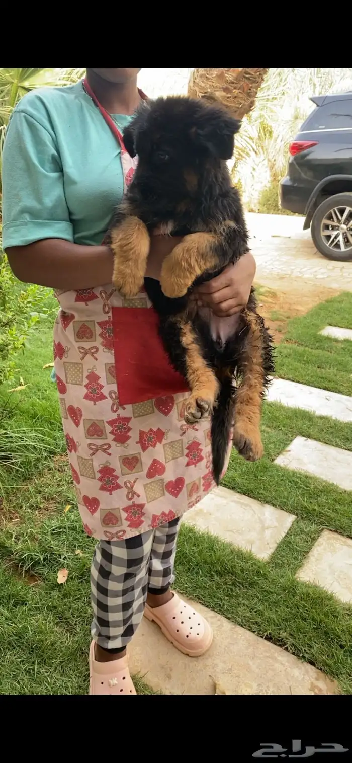 كلب جيرمن شيبرد تم البيع 2