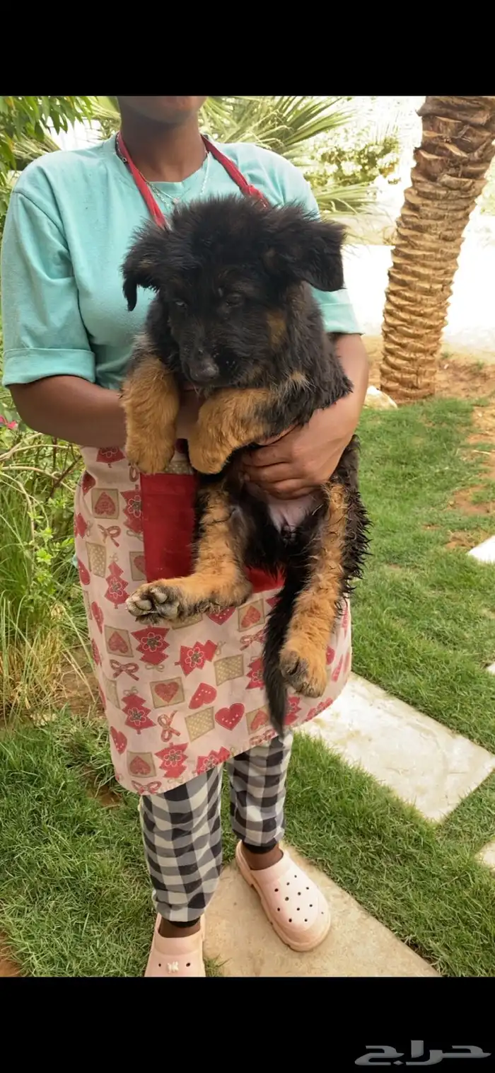 كلب جيرمن شيبرد تم البيع 5