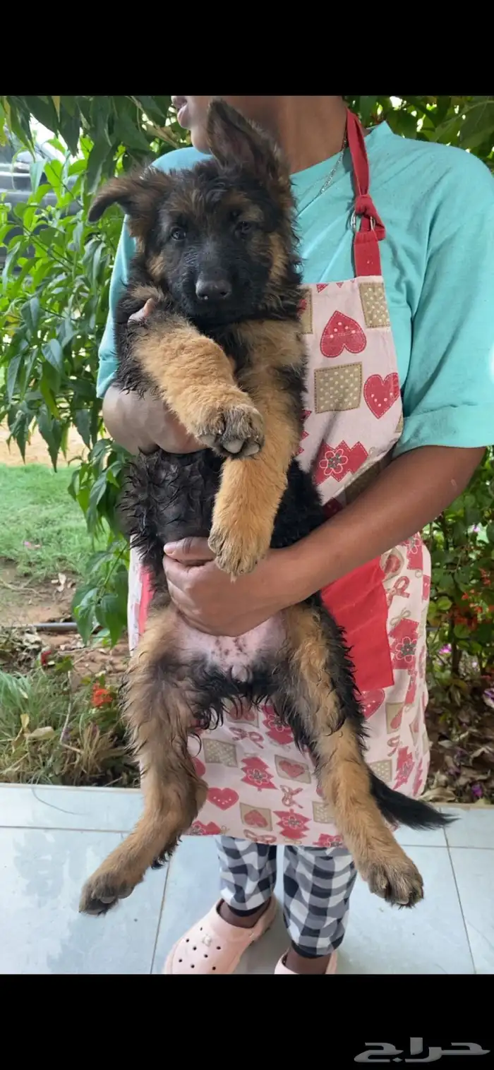 كلب جيرمن شيبرد تم البيع 7