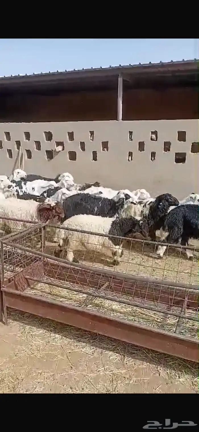 بهم جادب نجد 4