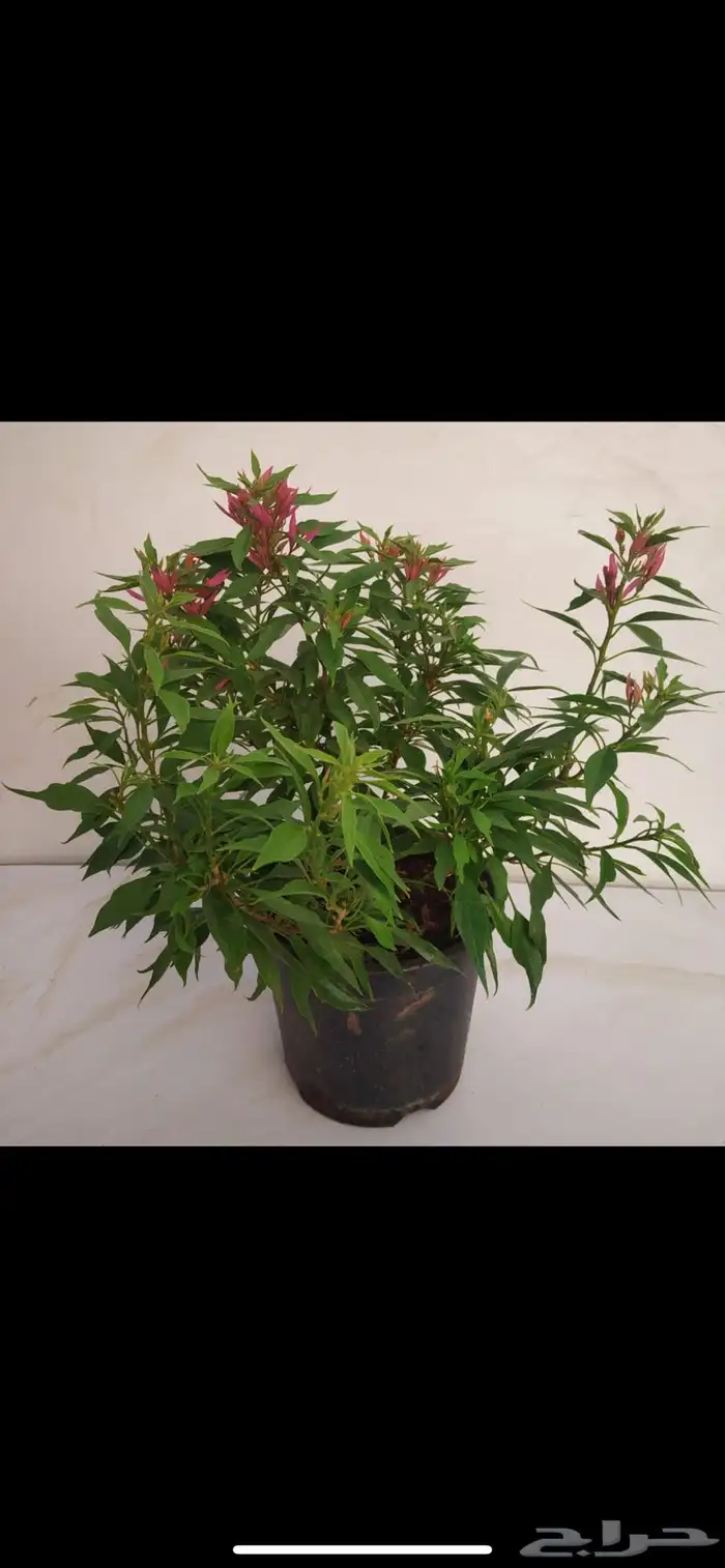 جهنمية نادرة جدا  جهنمية الفراشة الاسم العلمي Torch Butterfly 3