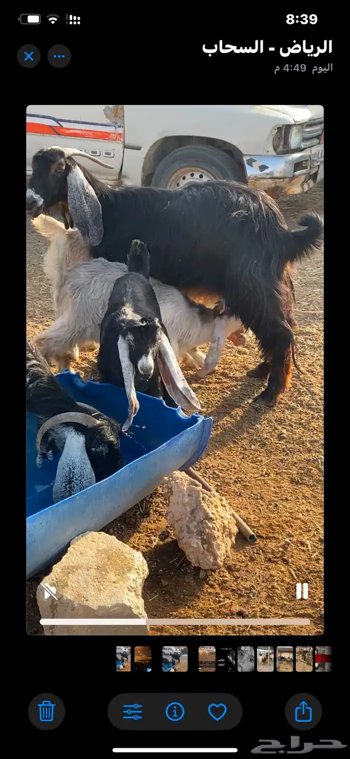 عنز ثنتين كل وحده تحتها 2 2