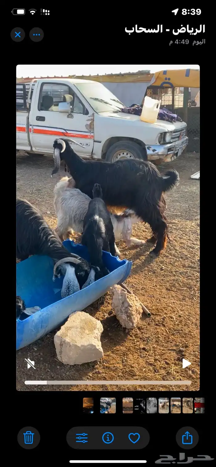 عنز ثنتين كل وحده تحتها 2 3