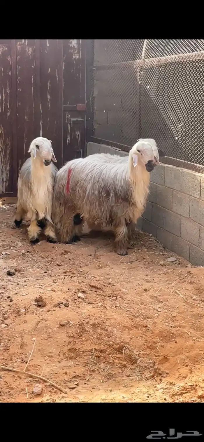 طليان نجد جذعان طيبة بالحيل 0