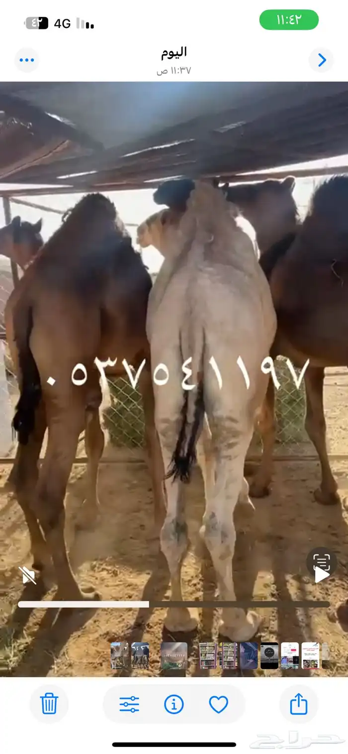 قعدان للبيع 1