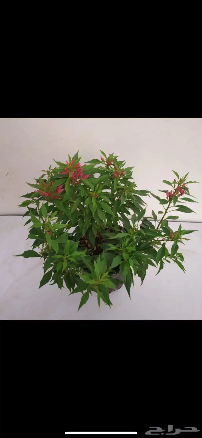جهنمية نادرة جدا  جهنمية الفراشة الاسم العلمي Torch Butterfly 2