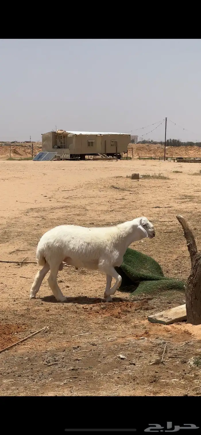 خروف حري صنف تم البيع 1