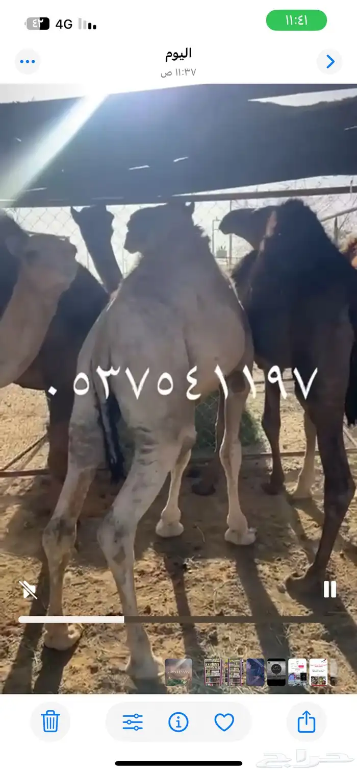 قعدان للبيع 3