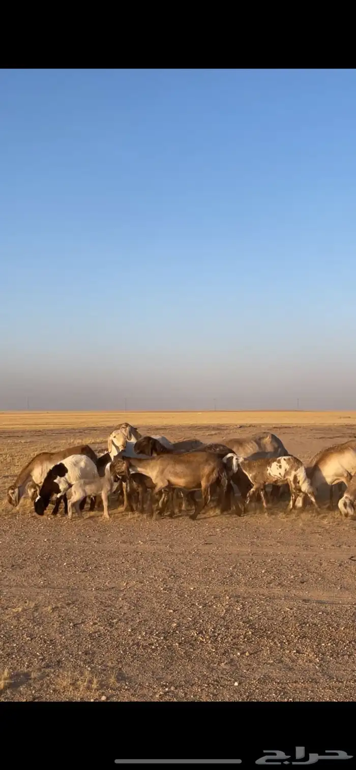 غنم سواكن درمانيات صنف نادر 9