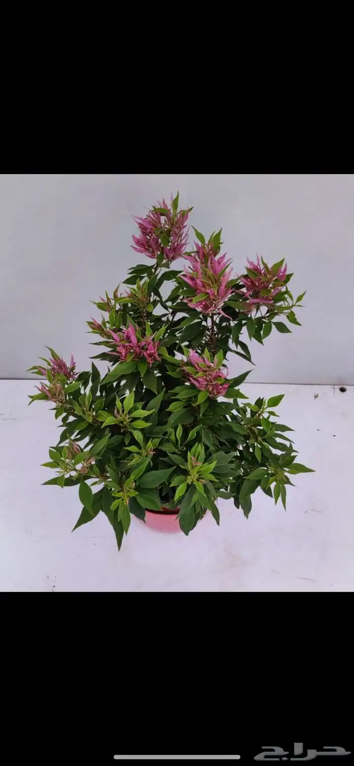 جهنمية نادرة جدا  جهنمية الفراشة الاسم العلمي Torch Butterfly 0