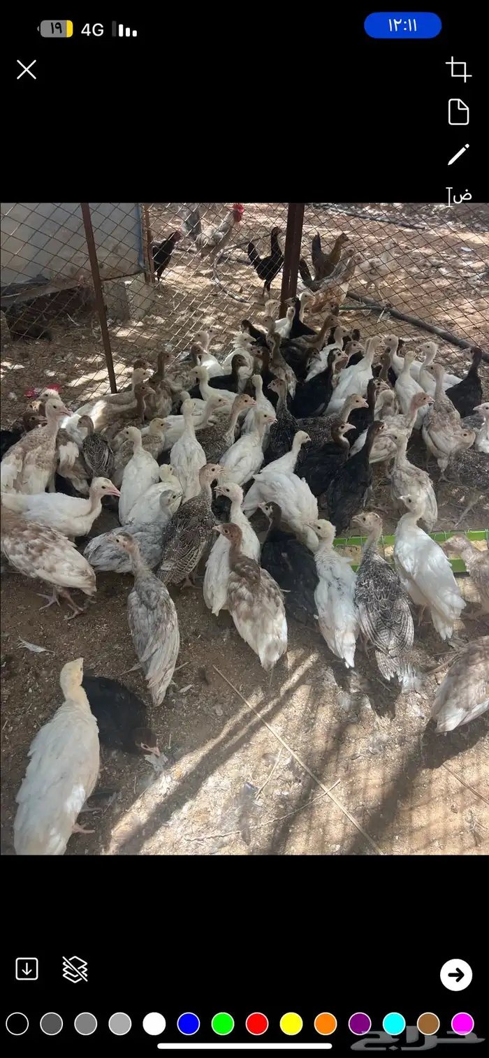 للبيع فروخ رومي   على الشرط 1