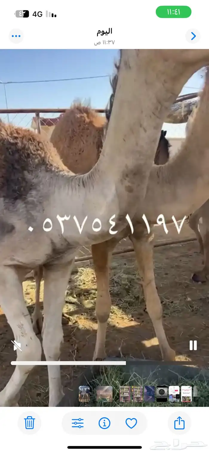 قعدان للبيع 2